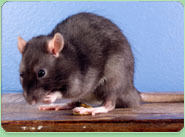 rat control Great Yarmouth