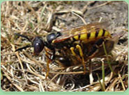 wasp control Great Yarmouth